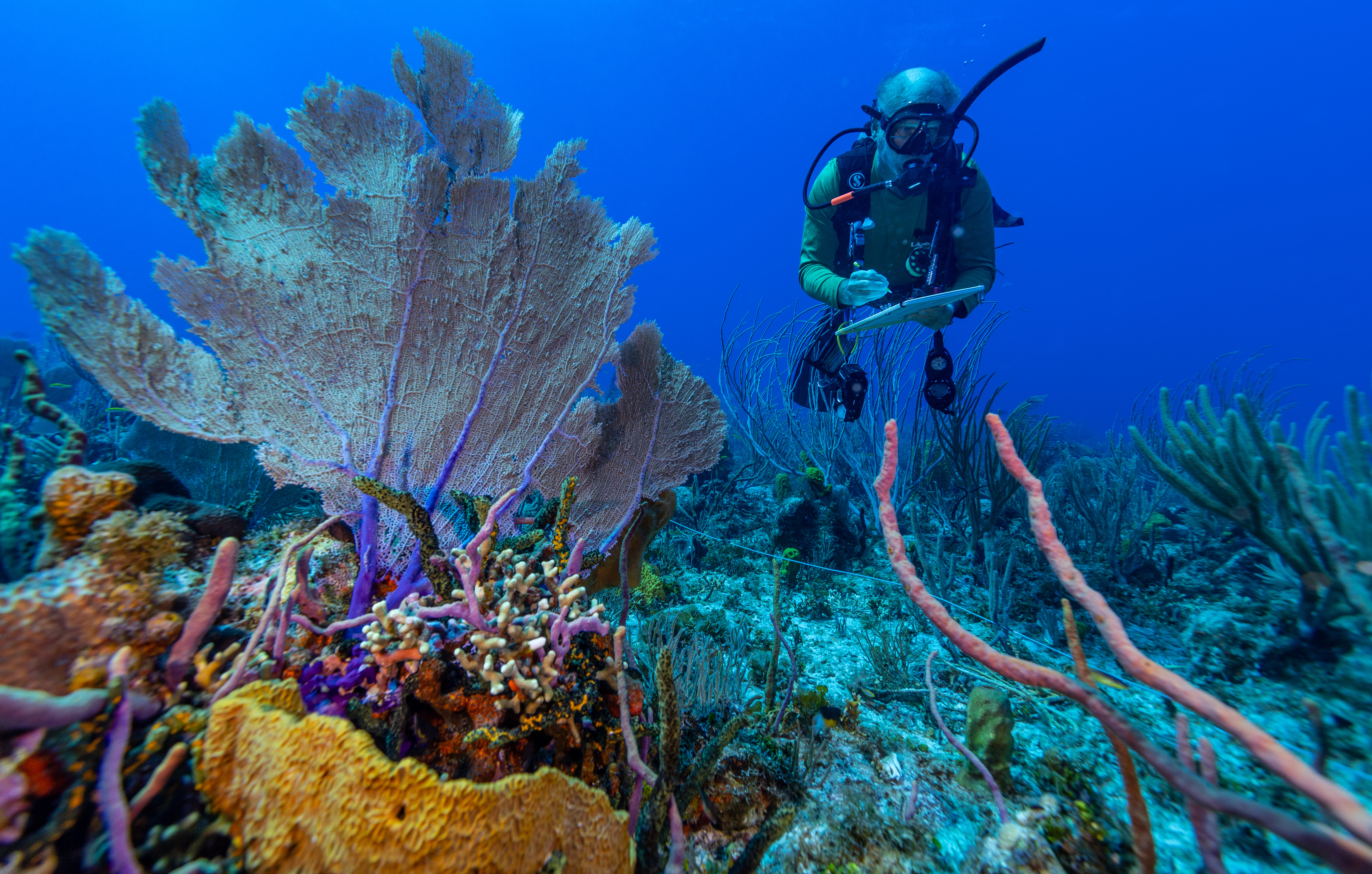 Diver conducting fish survey