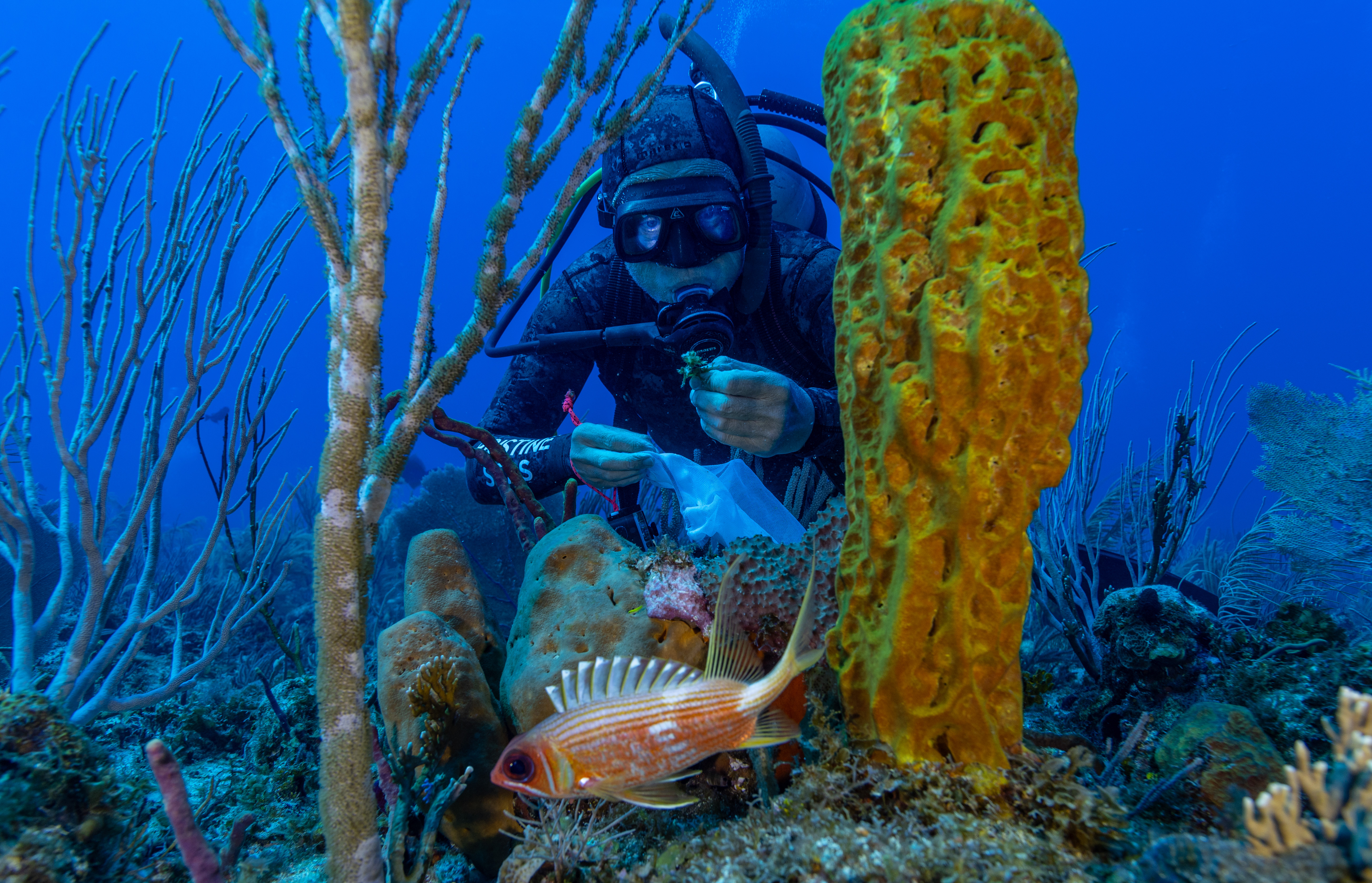 Diver conducting benthic survey