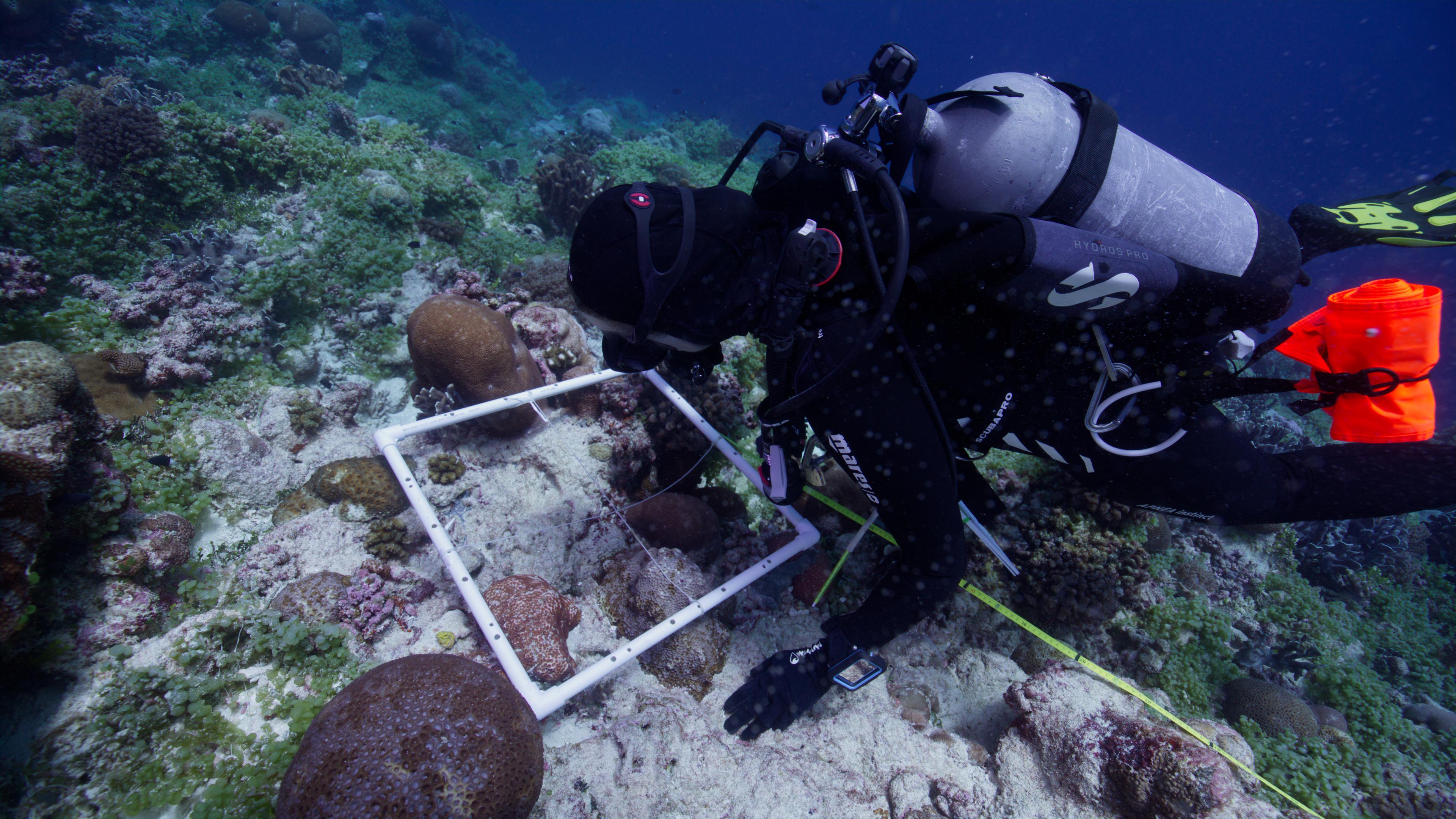 Diver examining coral recruits with quadrat